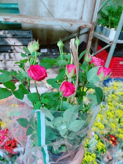 Chậu hoa hồng