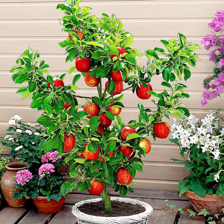 Cây táo đỏ lùn nhập khẩu có thể trồng chậu (ảnh thật hình cuối)