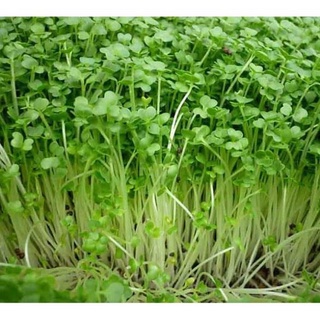 Hạt giống rau mầm cải ngọt - giòn, ngọt, dinh dưỡng cao