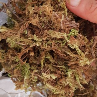 0,5 kg rêu rừng khô