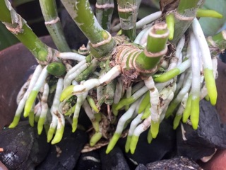 Thuốc kích rễ exotic hoa lan