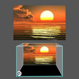 Tranh 3d dán bể cá trang trí bể cá nhiều kích thướt chọn lựa