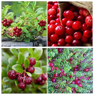 [Mới] - Hạt giống nam việt quất giá rẻ - Thuận Duy Shop
