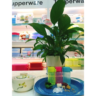 [Chính Hãng] Bình eco bottle mini 90ml Tupperware Việt Nam