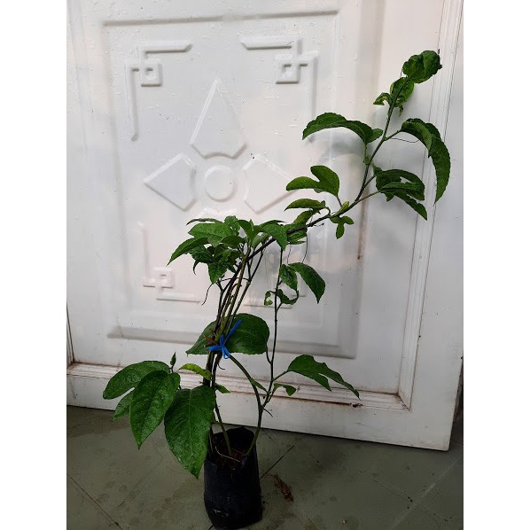 Cây Chanh Dây
