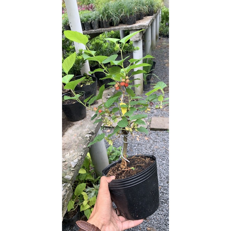Cây Dâu Tằm bonsai mini để bàn
