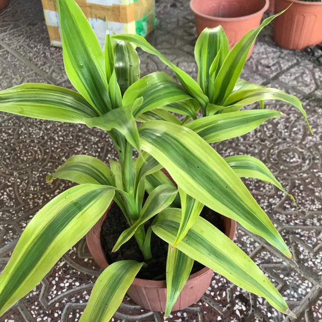 Cây phát tài sọc lá vàng