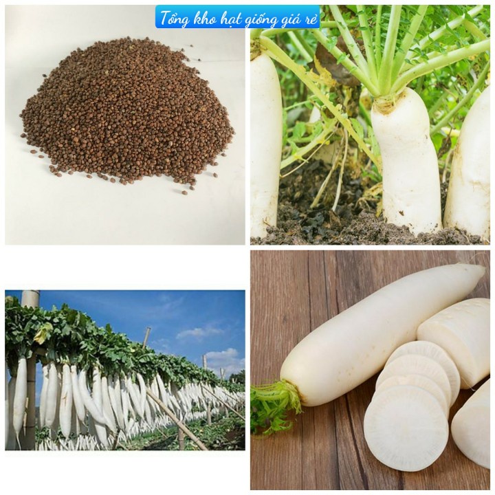 Hạt Giống Củ Cải Trắng F1 (Gói 150 hạt)-Dễ Trồng&amp;Năng Suất Cao