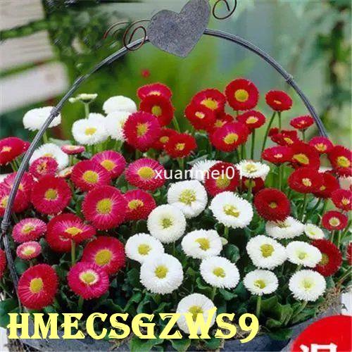Hạt giống hoa cúc thượng hải  bốn mùa dễ sống 50h