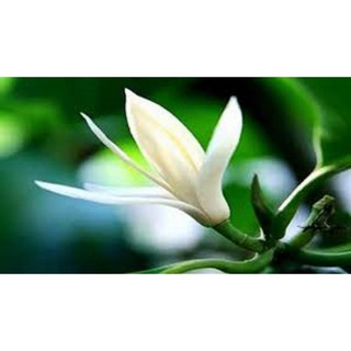Sản phẩm cây giống hoa ngọc lan hoa trắng - cây giống gửi đi nguyên bầu - hoa trắng cực thơm