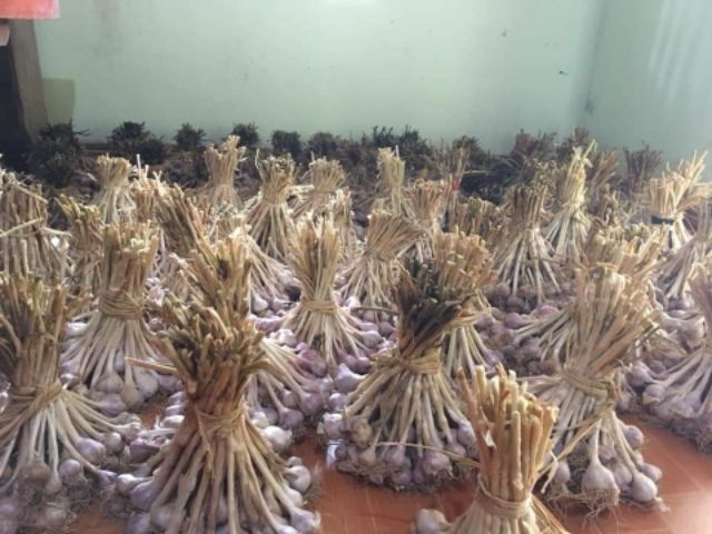 Tỏi tía Nghệ An 300g