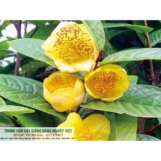 Cây Giống Trà Hoa Vàng