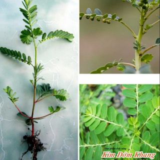 Combo 5 cây giống dịp hạ châu cây chó đẻ dược liệu quý