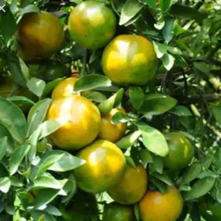 Cây Giống Quýt đường