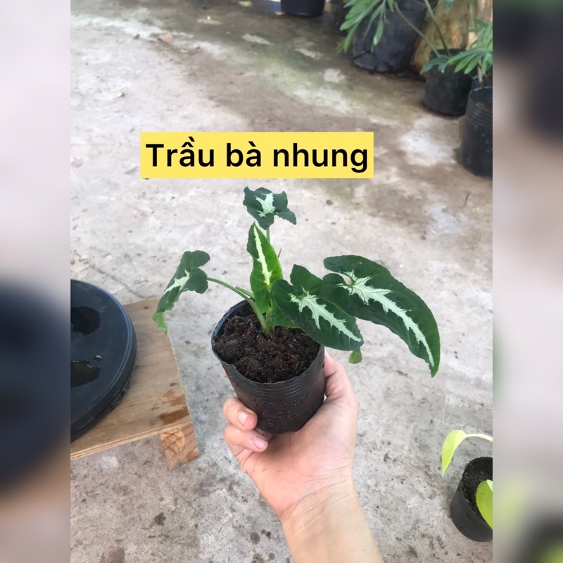 caykiengsadec - combo 8 loại trầu bà - hoa kiểng lá trang trí nội thất cảnh quan sân vườn ngoài trời