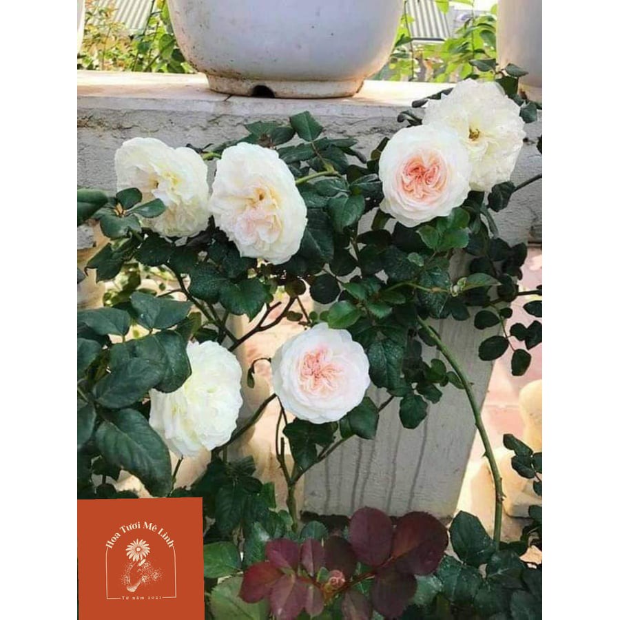 Hoa hồng ngoại Keira – Thiên thần đẹp mơ màng của vương quốc Anh-HoaTuoiMeLinh