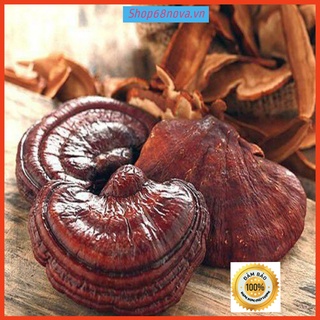 200g nấm linh chi √chuẩn rừng√ nấm linh chi rừng tây bắc tốt cho sức khỏe