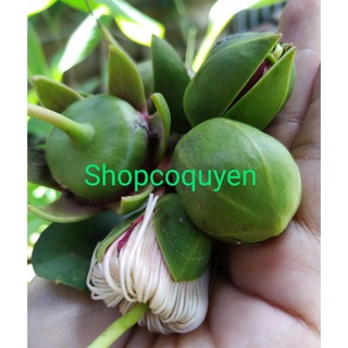 Trái bần tươi non 1 kg