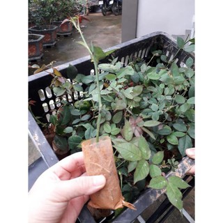 Sản phẩm bầu Hồng Đào Cổ giống – Hồng cổ Việt Nam rất thơm và sai hoa- CÂY GIỐNG NGUYÊN BẦU TỪ CÂY MẸ XỊN