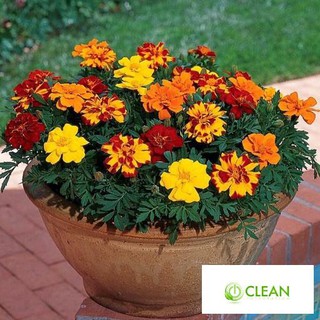 Hạt giống hoa Vạn thọ Ban mai (100 hạt)