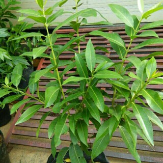 Cây lá vối nếp uống trà