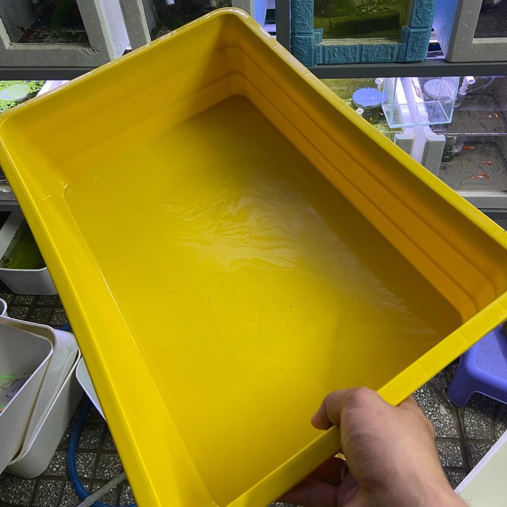 Khay nhựa nuôi cá 16l