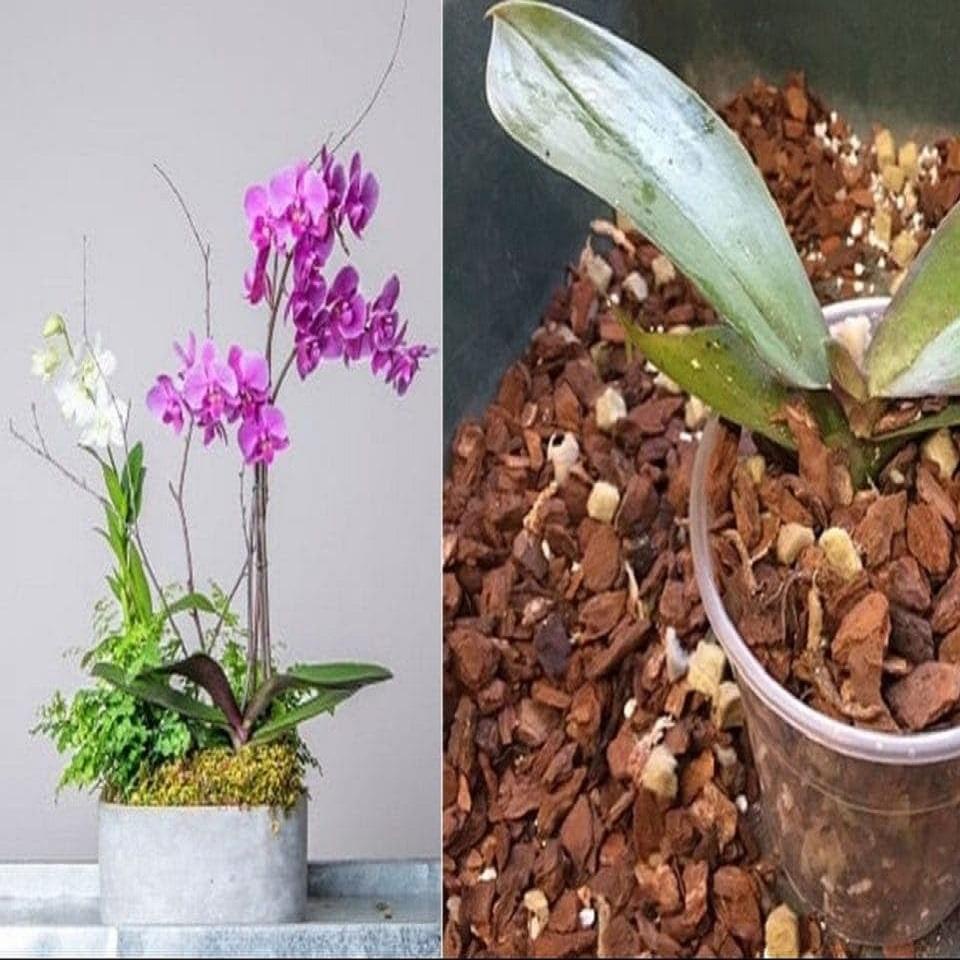GIÁ THỂ VỎ DỪA KHÔ TRỒNG PHONG LAN GÓI 200G