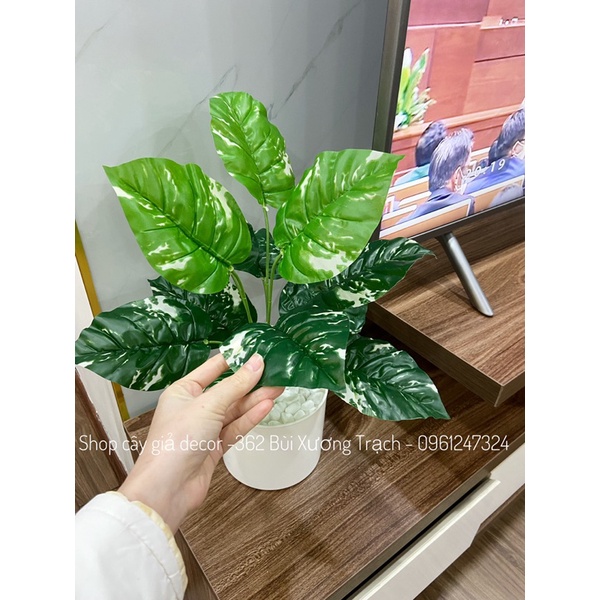 Combo cây lá đốm + chậu + sỏi ❤️ cây hoa giả 40cm