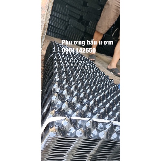 Bầu ươm cây thông minh 20cmx5m