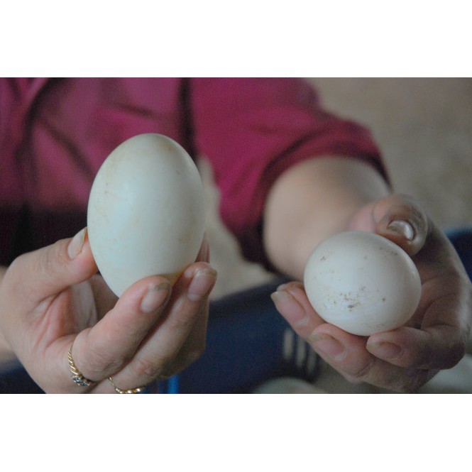 ADE B.Complex – Amino amin cung cấp đạm, khoáng, vitamin đầy đủ cho gia súc, gia cầm