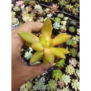 sen đá cam (Sedum adolphi)