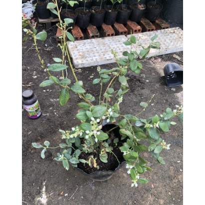 Cây giống Việt Quất tứ quý  trưởng thành, ra trái 4 mùa quanh năm - giống siêu trái, cao 40-60cm