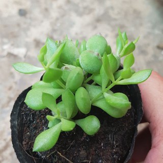 sen đá hạt lựu