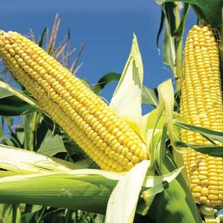 5gr - HẠT GIỐNG BẮP MĨ - NGÔ NGỌT