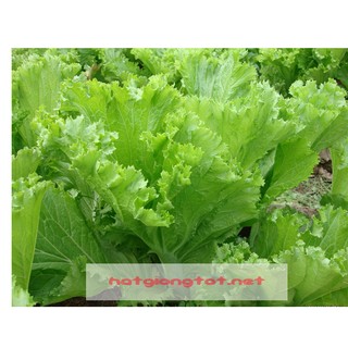 Hạt giống rau cải bẹ mào gà