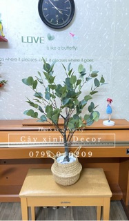 Cây Bạch đàn cao cấp