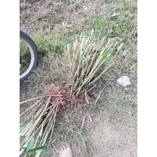 cây chít, cây đọt giống  (bụi lớn)