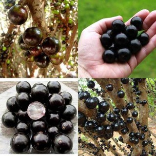 TẶNG 1 GÓI PHÂN BÓN_CÂY GIỐNG NHO THÂN GỖ TỨ QUÝ 50K/CÂY