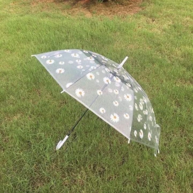 Ô hoa cúc trong suốt