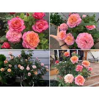 (1 chậu) cây hoa hồng nhật Miyabi Rose (hồng bụi)