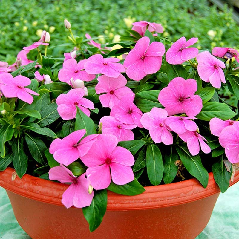 Cây Catharanthus roseus (hoa dừa cạn) màu hồng