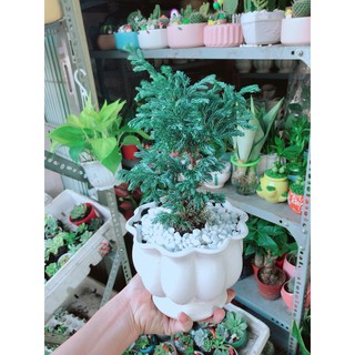 Tùng Tuyế Ha Tùng Bạc Chậu Sứ