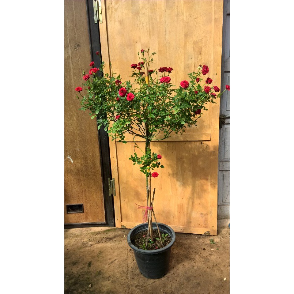 hạt giống hồng thân gỗ mini, tree rose f1