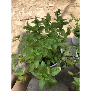 Chậu cây Bạc Hà Âu - Pepper Mint [Đã bật Hoả Tốc]