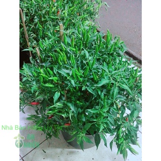 Bụi Ớt Hiểm Nhiều Trái