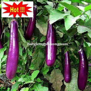 Hạt giống Cà Tím Dài F1 1gram