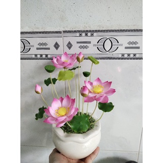 Chậu sen đất sét size nhỏ