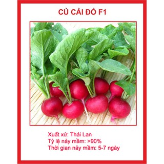 Hạt giống củ cải đỏ GÓI 100 HẠT