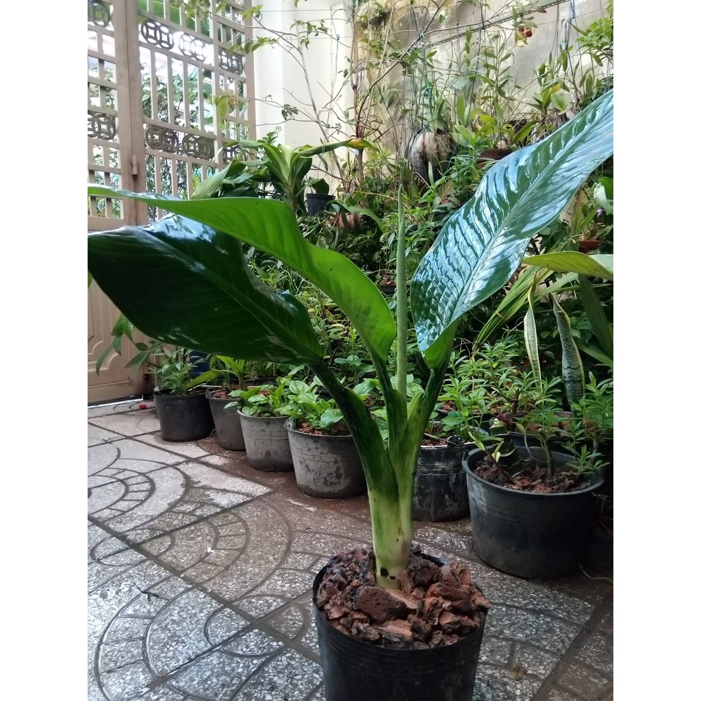 Cây Đại Phú Gia cao 1.0 m và 1m2