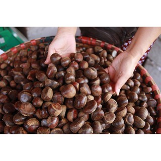 { FREE SHIP} Combo 5kg Hạt dẻ  bán LẺ giá SỈ